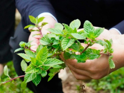 Kinh tế - Cây mọc dại nay trồng 4 tháng là thu hoạch, thành đặc sản mùa hè, dân hái bán quanh năm