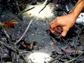 Nửa đêm chong đèn, lội bùn bắt loài đặc sản kiếm nửa triệu/ngày, trước rẻ như cho nay bán 
