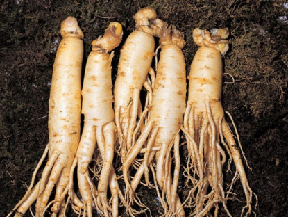 Thông tin doanh nghiệp - Nhân sâm Cao Ly lan tỏa xu hướng K-Healthcare tại hội chợ TP. Hồ Chí Minh﻿