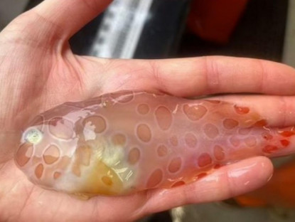 Thông tin doanh nghiệp - 3 loại cá đang ‘làm mưa làm gió’ vì công dụng bổ xương khớp cực bất ngờ!