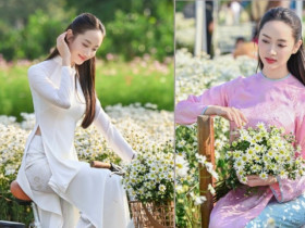 Hà Nội đẹp nao lòng với loài hoa báo mùa đông sang