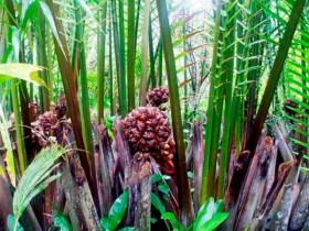 Quả dại bạt ngàn ở Việt Nam, tại Trung Quốc là thực vật quý cấp quốc gia, có tiền cũng khó mua