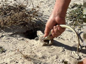 Nông dân đổi đời nhờ nuôi loài có thể nhịn ăn nhịn uống lâu ngày, bán làm đặc sản đắt tiền