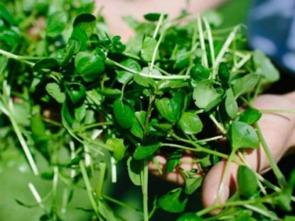 Kinh tế - Được ca ngợi &quot;tốt bậc nhất thế giới&quot;, hoá ra là 3 loại rau rẻ bèo ở Việt Nam, thậm chí còn mọc hoang