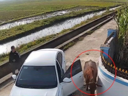 Giao thông - Clip: Lùi xe trúng con bò, tài xế mở cửa sơ ý và nhận cái kết “đau ví”
