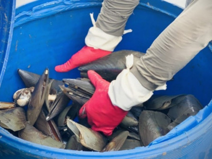 Kinh tế - Đêm tối rọi đèn đi bắt &quot;lộc trời&quot;, mỗi năm chỉ có một lần, dân đút túi tiền triệu/ngày