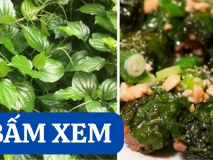 Thông tin doanh nghiệp - Bí ẩn loại lá được mệnh danh là ‘nhân sâm” của người nghèo bị đau khớp!