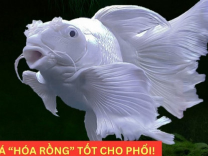 Thông tin doanh nghiệp - Loại cá “hóa rồng” trong truyền thuyết nay trở thành “bảo bối” bảo vệ phổi, giúp giảm ho cực tốt