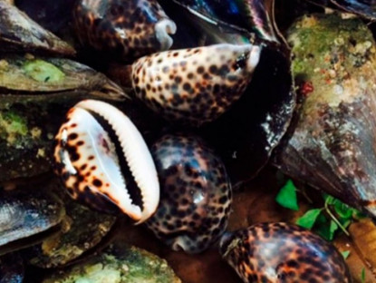 Kinh tế - Đặc sản nghe tên &quot;ngượng đỏ mặt&quot;, trước không ai biết đến nay khách tranh nhau, thịt giòn sần sật