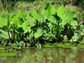 Cây dại mọc bờ mương hoá 