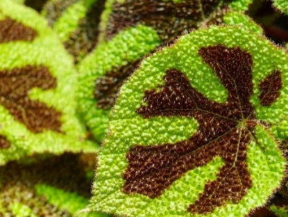 Thông tin doanh nghiệp - Thứ lá quen thuộc bất ngờ được săn lùng để giảm đau xương khớp