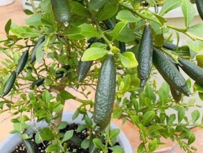 Kinh tế - Loại quả đắt đỏ bậc nhất thế giới, 3 triệu đồng/kg được ví như &quot;trứng cá hồi&quot;, Việt Nam cũng trồng được