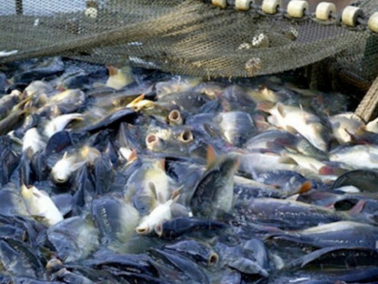 Kinh tế - Loài cá của Việt Nam được Mỹ và Trung Quốc mê như điếu đổ, nuôi 10 tháng bán &quot;hái ra tiền&quot;