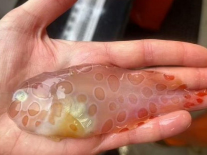 Thông tin doanh nghiệp - 3 loại cá đang ‘làm mưa làm gió’ vì công dụng bổ xương khớp cực bất ngờ!