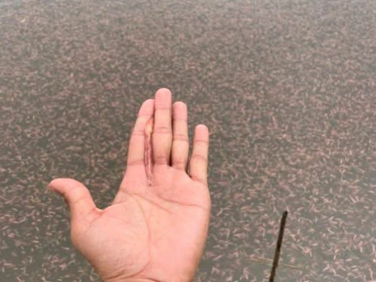 Loài đặc sản chui lên từ bùn đất lúc nửa đêm, đến mùa dân bắt về bán 