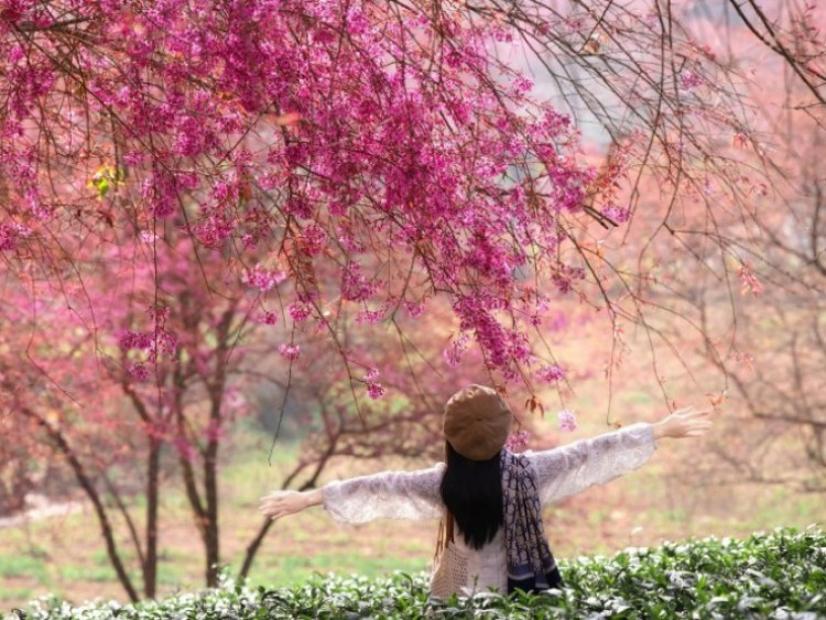 Mùa hoa mai anh đào cuối cùng nở rộ trên đồi chè Ô Long Sa Pa