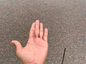 Loài đặc sản nhơn nhớt chui lên từ bùn đất lúc nửa đêm, đến mùa dân bắt về bán 