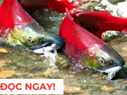 Thông tin doanh nghiệp - &quot;Nhân sâm dưới nước&quot; siêu đắt đỏ, nhiều người săn lùng vì công dụng dưỡng phổi “đỉnh nóc kịch trần”!