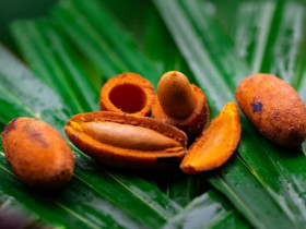 Thứ quả đen sì mọc đầy đồi núi Phú Thọ, đến mùa thành đặc sản gây nghiện