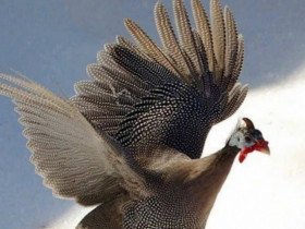 Loài gà hoang dã bay cao như chim, thịt ngon và siêu trứng, nuôi 4 tháng xuất bán đắt tiền