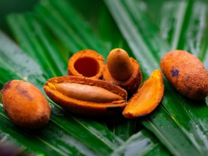 Ẩm thực - Thứ quả đen sì mọc đầy đồi núi Phú Thọ, đến mùa thành đặc sản gây nghiện