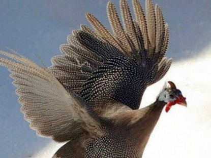 Kinh tế - Loài gà hoang dã bay cao như chim, thịt ngon và siêu trứng, nuôi 4 tháng xuất bán đắt tiền