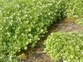 Loại rau rẻ tiền bán đầy chợ ở Việt Nam được ca ngợi 