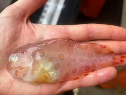 Thông tin doanh nghiệp - 3 loại cá đang ‘làm mưa làm gió’ vì công dụng bổ xương khớp cực bất ngờ!