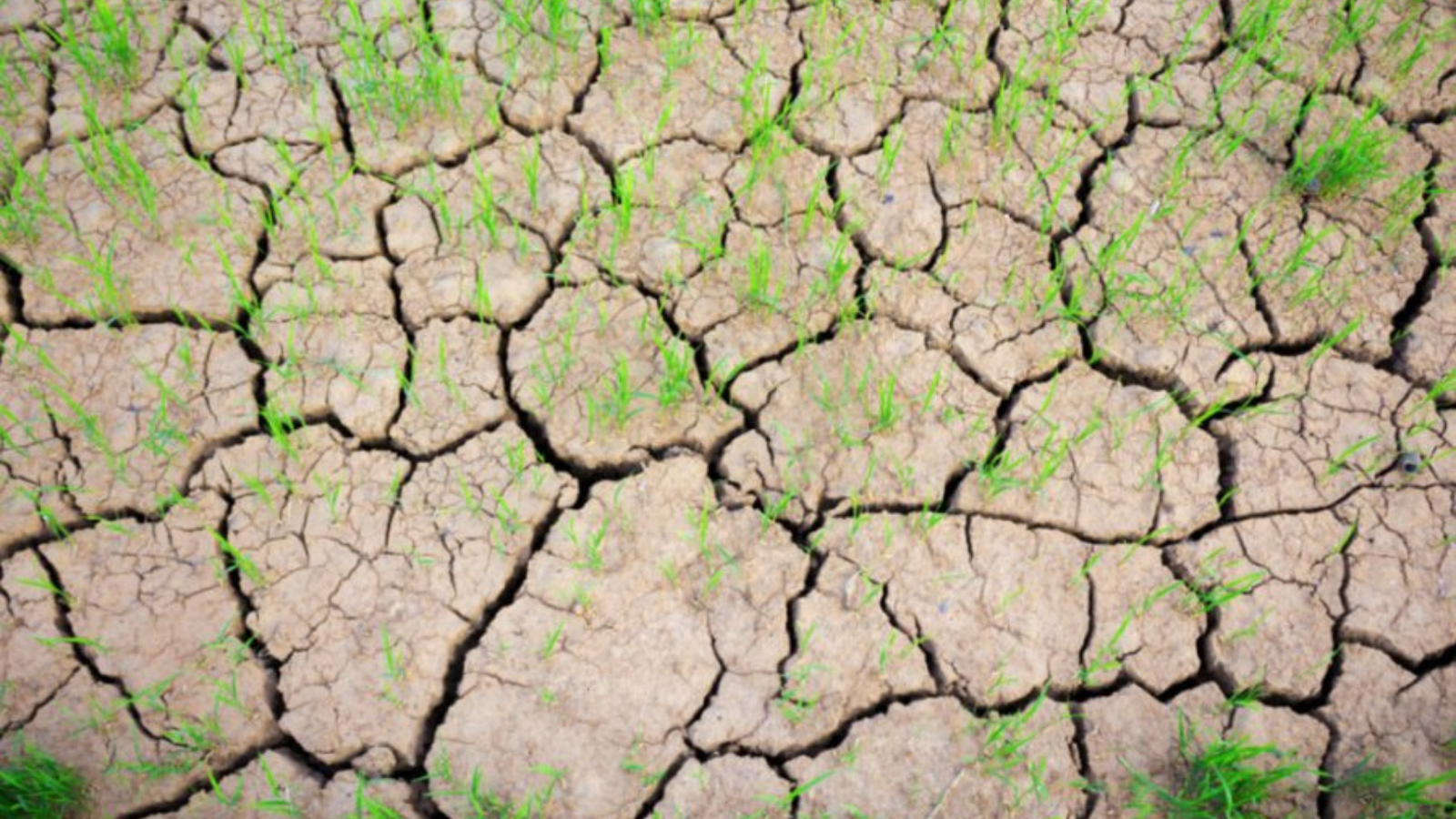 VITA HUMIC - Phân bón hữu cơ vi sinh thế hệ mới: Giải pháp chuyên biệt cho cây vàng lá, rễ yếu, không bung đọt, đất bạc màu - 1