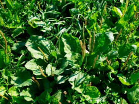 Loại cây dại mọc bạt ngàn ở Việt Nam, giá rẻ như cho, người Trung Quốc coi là 