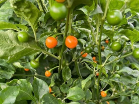 3 loại quả đắt đỏ bậc nhất thế giới, nay Việt Nam trồng đại trà như cây cảnh, thành đặc sản lạ