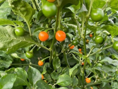 Kinh tế - 3 loại quả đắt đỏ bậc nhất thế giới, nay Việt Nam trồng đại trà như cây cảnh, thành đặc sản lạ