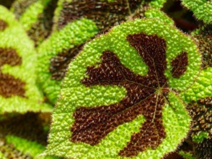 Thông tin doanh nghiệp - Loại lá quen thuộc đang được người bị đau xương khớp “truyền tai nhau” săn lùng