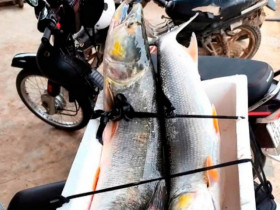 Loài cá hung dữ được ví như 