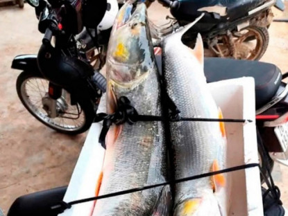 Kinh tế - Loài cá hung dữ được ví như "cọp nước" sông Đà, vừa hiếm vừa đắt, chỉ dành cho đại gia