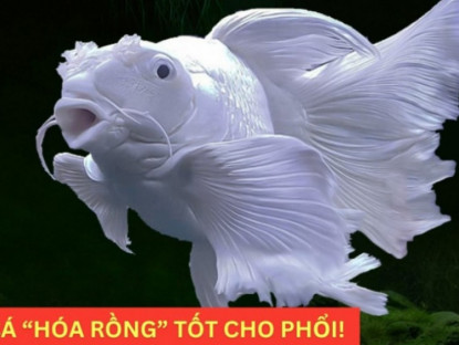 Thông tin doanh nghiệp - Loại cá “hóa rồng” trong truyền thuyết nay trở thành “bảo bối” bảo vệ phổi, giúp giảm ho cực tốt