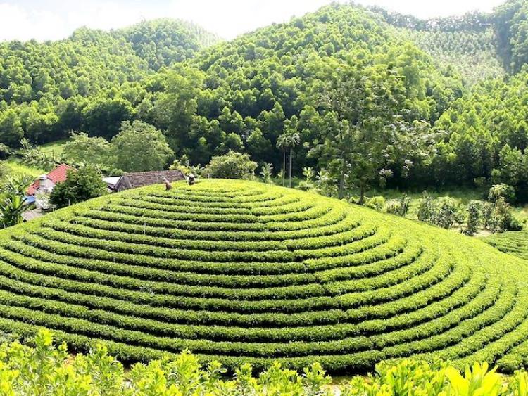 “Hương chè” – Hồn cốt Thái Nguyên trong âm nhạc đương đại