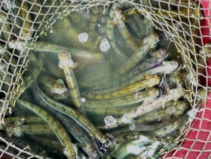 Kinh tế - Loài cá ngọt như mì chính, trước dành cho người nghèo nay hoá "mỏ vàng", giá 700.000/kg