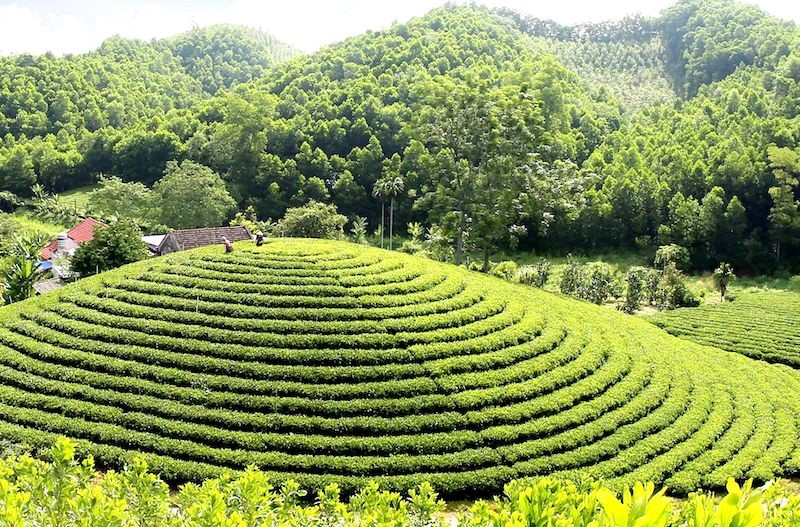 “Hương chè” – Hồn cốt thái nguyên trong âm nhạc đương đại - 1