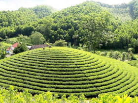 “Hương chè” – Hồn cốt thái nguyên trong âm nhạc đương đại