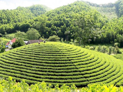 Âm nhạc - “Hương chè” – Hồn cốt thái nguyên trong âm nhạc đương đại