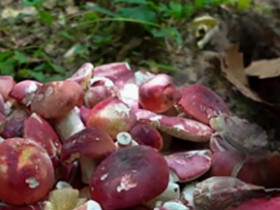 Ở Việt Nam mọc dại khắp nơi, cây đặc sản này được Trung Quốc 