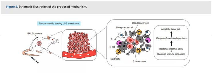 Bước đột phá mở đường khả năng chữa trị hoàn toàn ung thư - 2