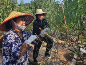 Nghề “vặt lá trả tiền” tại Hà Nội, cứ đến dịp này lại làm không hết việc