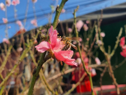 Kinh tế - Chưa đến Tết, hoa rừng đã ngập phố Hà Nội, giá bán khiến nhiều người bất ngờ