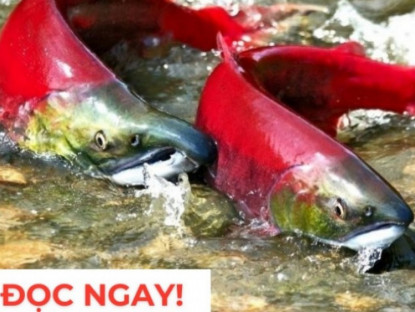 Thông tin doanh nghiệp - "Nhân sâm dưới nước" siêu đắt đỏ, nhiều người săn lùng vì công dụng dưỡng phổi hiệu quả