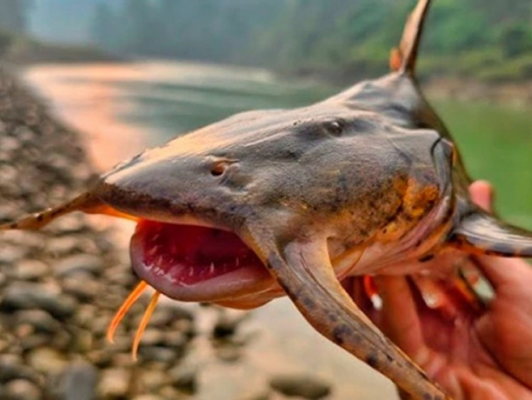 Loài cá từng có nguy cơ tuyệt chủng nay hồi sinh, được mệnh danh 