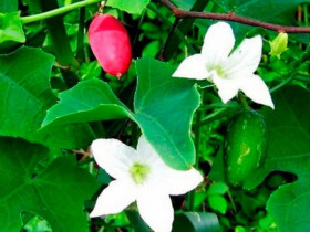 Cây dại leo bờ rào hoá 