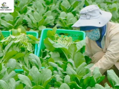 Thông tin doanh nghiệp - DannyGreen mở rộng quy mô cung ứng rau xanh bình ổn thị trường