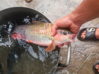 Kinh tế - "Báu vật" sông Đà nằm trong "ngũ quý hà thủy", suýt tuyệt chủng nay hồi sinh, nửa triệu đồng/kg